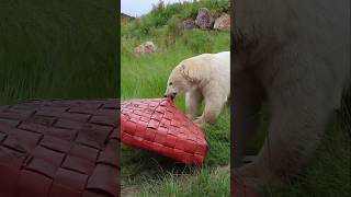 🐻‍❄️Polar Bear vs Kodiak Bear🐻 By Wild Battles [upl. by Suirradal]