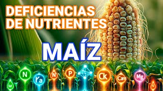 Deficiencias nutricionales en el cultivo de maíz y como solucionarlas [upl. by Assili21]