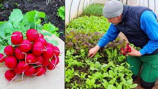 Garten im April  Radieschen und die Schnecken [upl. by Ahsoem]