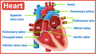 HEART ANATOMY in 3 MINUTES Memorize parts of the heart [upl. by Reldnahc]