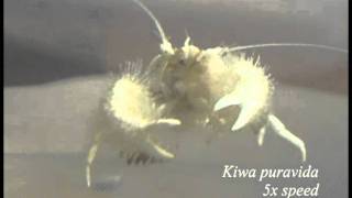 Kiwa puravida  Yeti crab grows its own food Video S2 [upl. by Ttelrahc99]