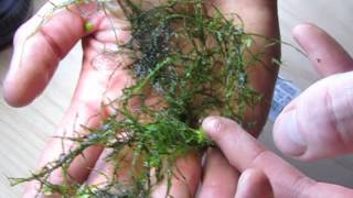 java moss tips [upl. by Nesyrb820]