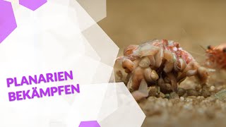 Planarien im Aquarium bekämpfen mit oder ohne Chemie so wirst du die Schädlinge schnell wieder los [upl. by Stultz]