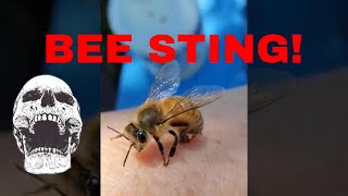 ☯️ HOW A HONEY BEE STINGS amazinginsects [upl. by Huberty489]