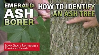 How to Identify an Ash Tree [upl. by Almire478]