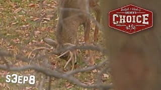 Big Buckeye Bucks Ohio Whitetail Deer  Archer’s Choice  Season 3 [upl. by Eedak285]