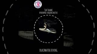 Sea Snake HydrophisNigrocinctus  Blackwater diving [upl. by Allicsirp113]