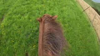 Removing the halter and going a tackless gallop on my horse in a Santa suit GO PRO raw footage [upl. by Qifar]