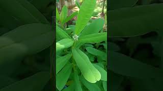 Butterfly plantcrotalaria plantkilukkiplantcrotalariaplantgardeningplantsnatureshorts [upl. by Giefer812]