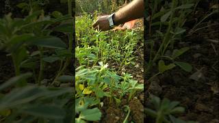 Harvested fenugreek to make vegetable nature farming fenugreek shorts [upl. by Anelhtak56]