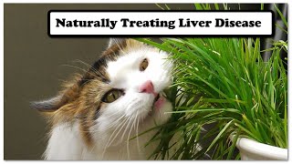 Naturally Treating Liver Disease in Dogs and Cats [upl. by Recneps]