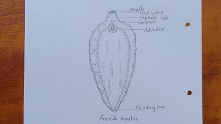 How to draw fasciola hepatica  Science project fasciola hepatica diagram drawing [upl. by Tami]