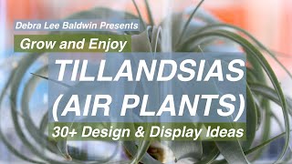 Tillandsias air plants 30 Design and Display Ideas [upl. by Leckie]