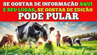 Alimentação de Vacas Leiteiras para Pequenos Produtores [upl. by Isaacson939]