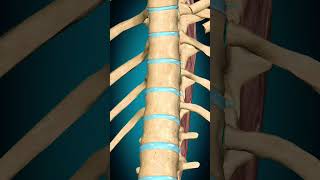 Spinalis thoracis muscle action Vertebral column Extension muscle anatomy [upl. by Ehcadroj]