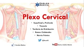 Anatomía  Plexo Cervical Superficial y Profundo Ramos Colaterales Nervio Frénico y Asa Cervical [upl. by Blatt766]