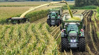 Mais 2023  Krone BiG X 1180  4x Fendt 900  Große Bohne [upl. by Honor]