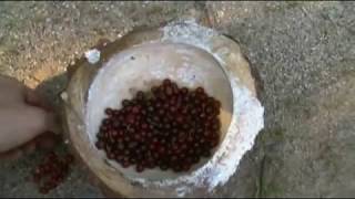 Foraging Edible Plants  Chokecherry  Wild Food [upl. by Ecnarret503]