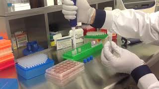 Altogen Biosystems In Vitro B16F10 Transfection Tutorial [upl. by Arait482]