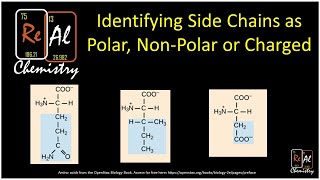 Identifying amino acid side chains as polar nonpolar or charged  Real Chemistry [upl. by Duong293]