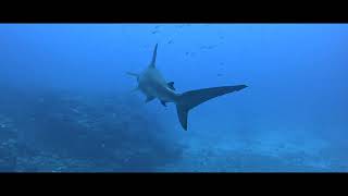 Its Hammertime hammerheads diverite Choptima gopro sharkdiving ocean [upl. by Yssirhc]