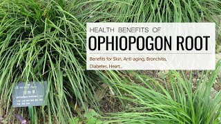 Can This Root REALLY Heal Your Body Ophiopogon Benefits and Side Effects [upl. by Anastasie614]