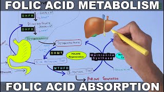 Folic Acid Metabolism  Folate Cycle [upl. by Ravert]