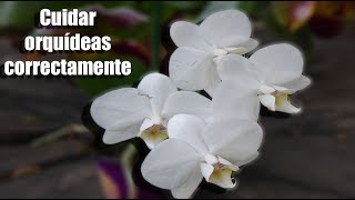 ¿Cómo se debe cuidar una Orquídea correctamente  Orquiplanet [upl. by Tessie190]