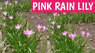 Tips to take care of lily Zephyranthes lily  pink rain lily ep 103 [upl. by Wilmer332]