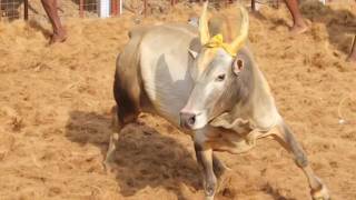 JALLIKATTU KING OF APPU அப்பு [upl. by Kimon]