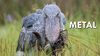 Shoebills are Metal [upl. by Htrow]