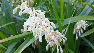 Ophiopogon Japonicus [upl. by Edecrem797]