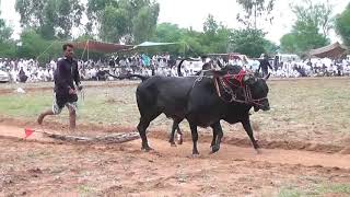 Bull Race Jhelum Akhara dhok padhal  part 3 [upl. by Sabrina]