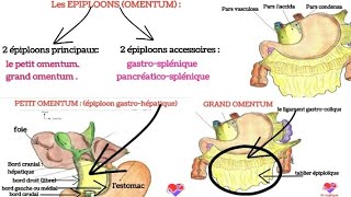 les épiploons  petit omentum et grand omentum [upl. by Holmun]