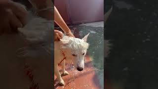 Bathing ⏲️ dog pets puppy dogbath [upl. by Adnawal746]