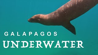 Galpagos Underwater [upl. by Herates354]