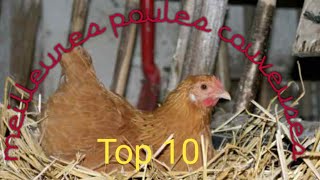 Top 10 des meilleures poules couveuses [upl. by Lowell7]