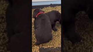 Puppies litter box training funny cane corso puppies puppy funny [upl. by Lorrad233]