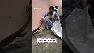 Watch how this woman reunited a monitor lizard with the wilderness [upl. by Steffie999]