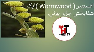 WormWood Afsanteen Worm Wood Benefits  Afsanteen  Artemisia absinthium  Health TV [upl. by Hosbein652]