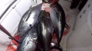 Wide Open Jumbo Bluefin Tuna Night Bite in Southern California [upl. by Elik702]