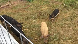 Mangalitsa Pigs from 6 weeks old to 9 months old Cold Hearty Growing Farming How to raise [upl. by Ibor566]