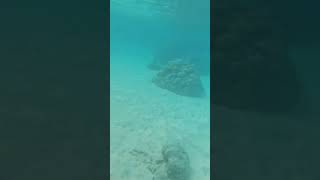 Snorkeling in Moorea French Polynesia [upl. by Enialedam246]