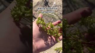 Native plant to the USA Artemisia campestris [upl. by Camilo]