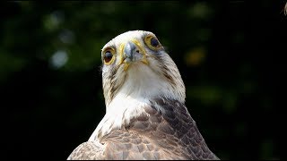 Roofvogels en Uilen op Landgoed Ravesteyn  Heenvliet 2018 [upl. by Baudin]