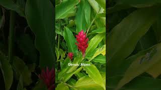 Alpinia purpurea jahemerah tanamanrimpang ensiklopediatanaman botanical [upl. by Nomyar]