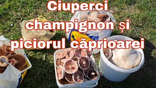 Explozie de ciuperci champignon și piciorul căprioarei găsite după ploaie [upl. by Hsara]