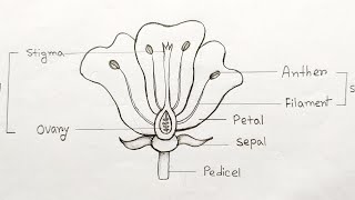 How to draw longitudinal section of flower step by step Parts of flower  How to labelling a flower [upl. by Akeimat]