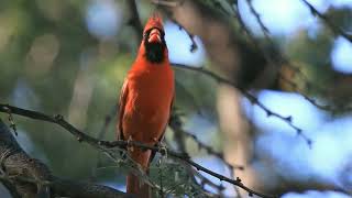 red cardinal bird with a gunshot sound [upl. by Elset64]