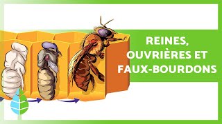 CYCLE DE VIE des ABEILLES 🐝 Reines Ouvrières et FauxBourdons [upl. by Althea]